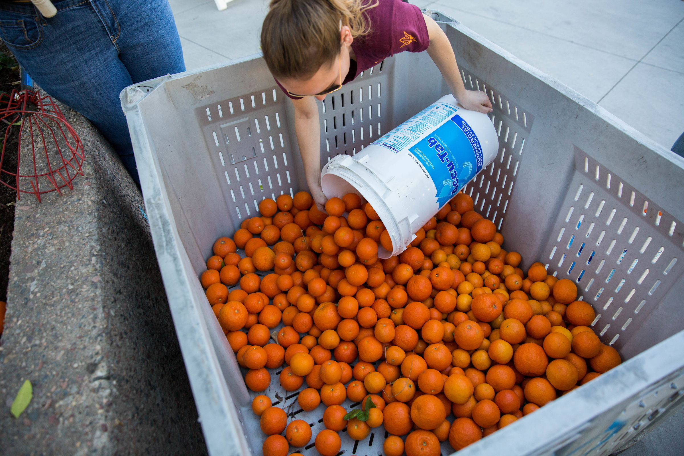people harvesting oranges