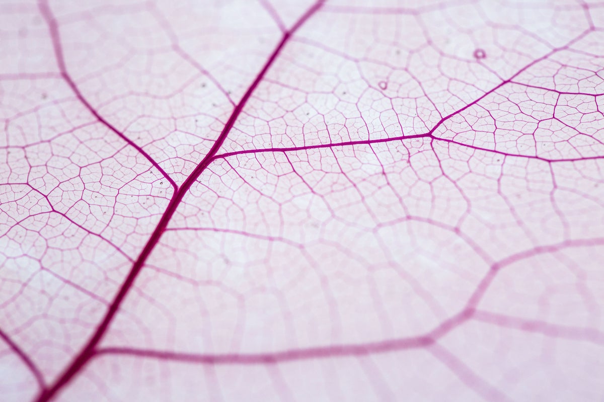 close-up of leaf