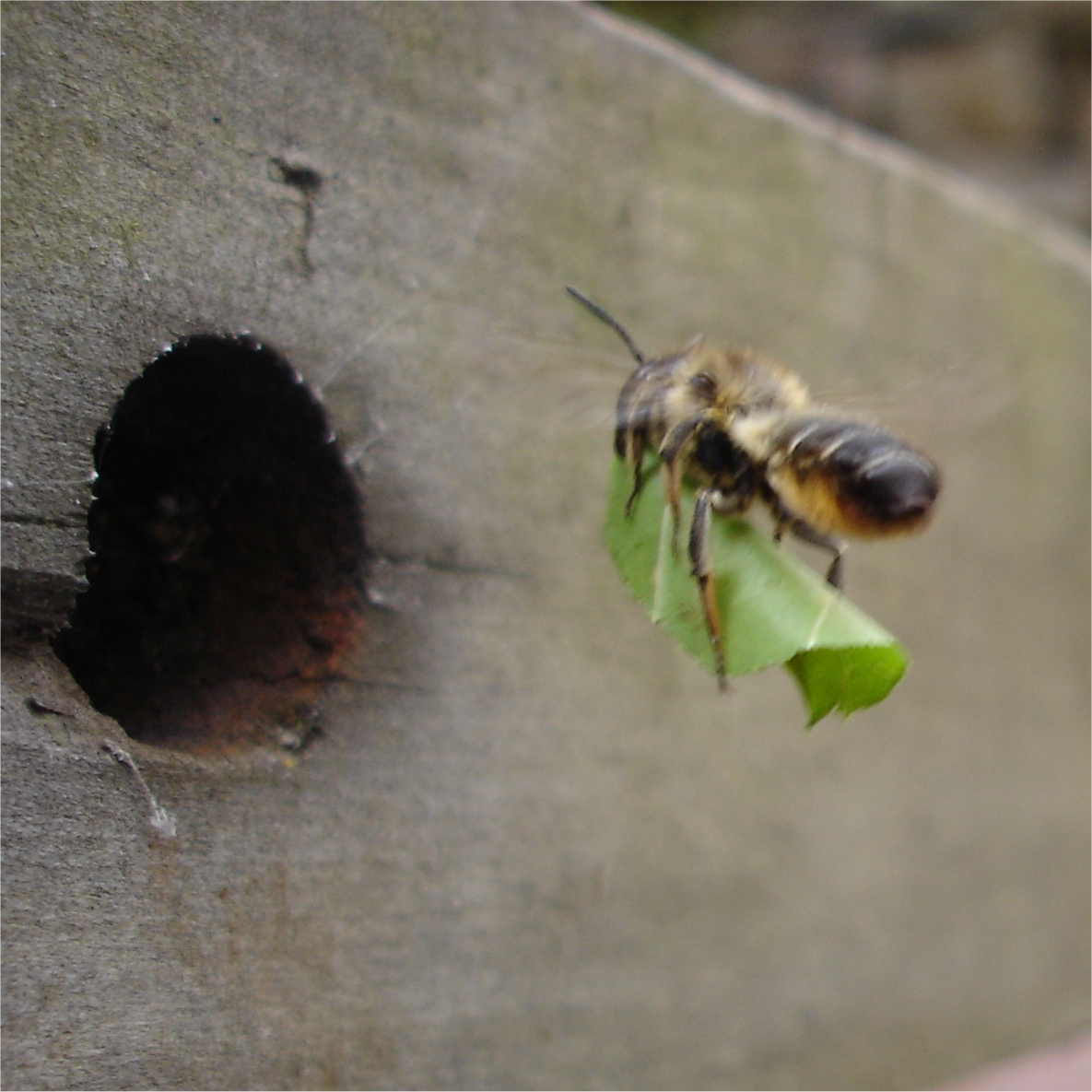 bee flying carrying a leaf