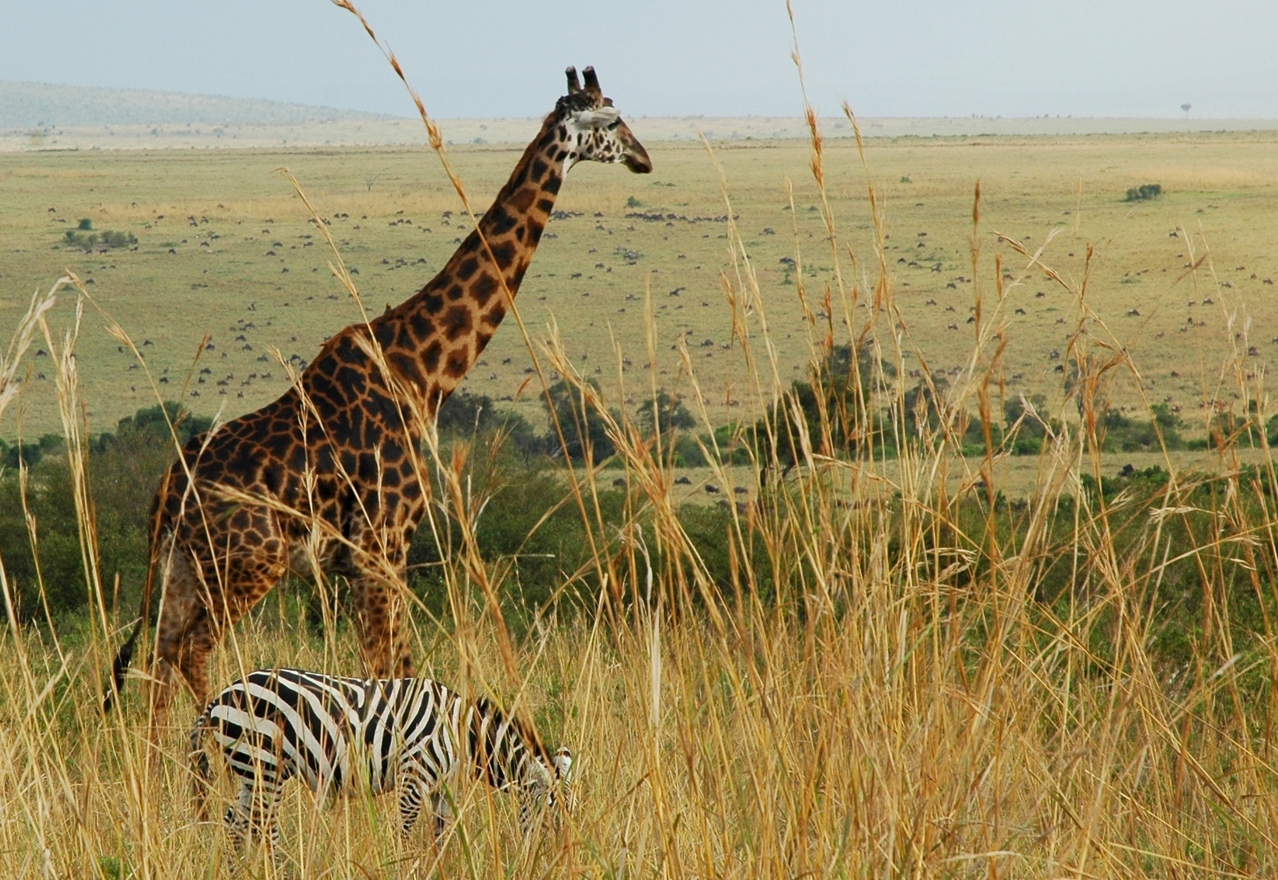 giraffe and zebra in Africa
