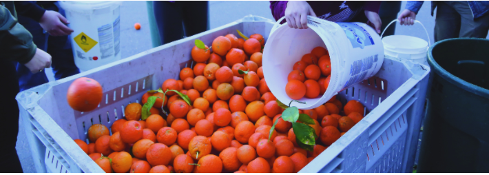 ASU Cares: 2018 Tempe Campus Seville Orange Harvest
