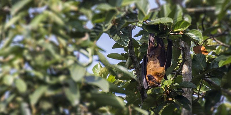 Are Bats Really to Blame for the COVID-19 Pandemic?