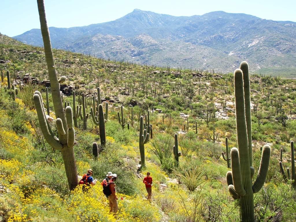 Citizens play an important role in science done at Saguaro National Park in Tucson