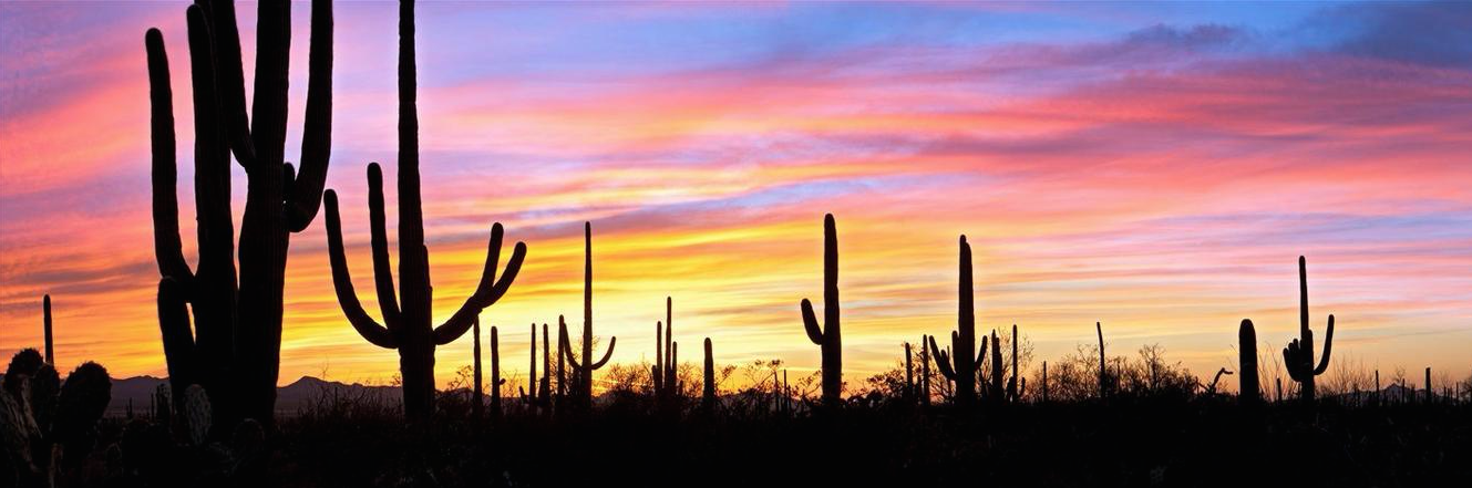 Picture of cacti in a beautiful Arizona sunset
