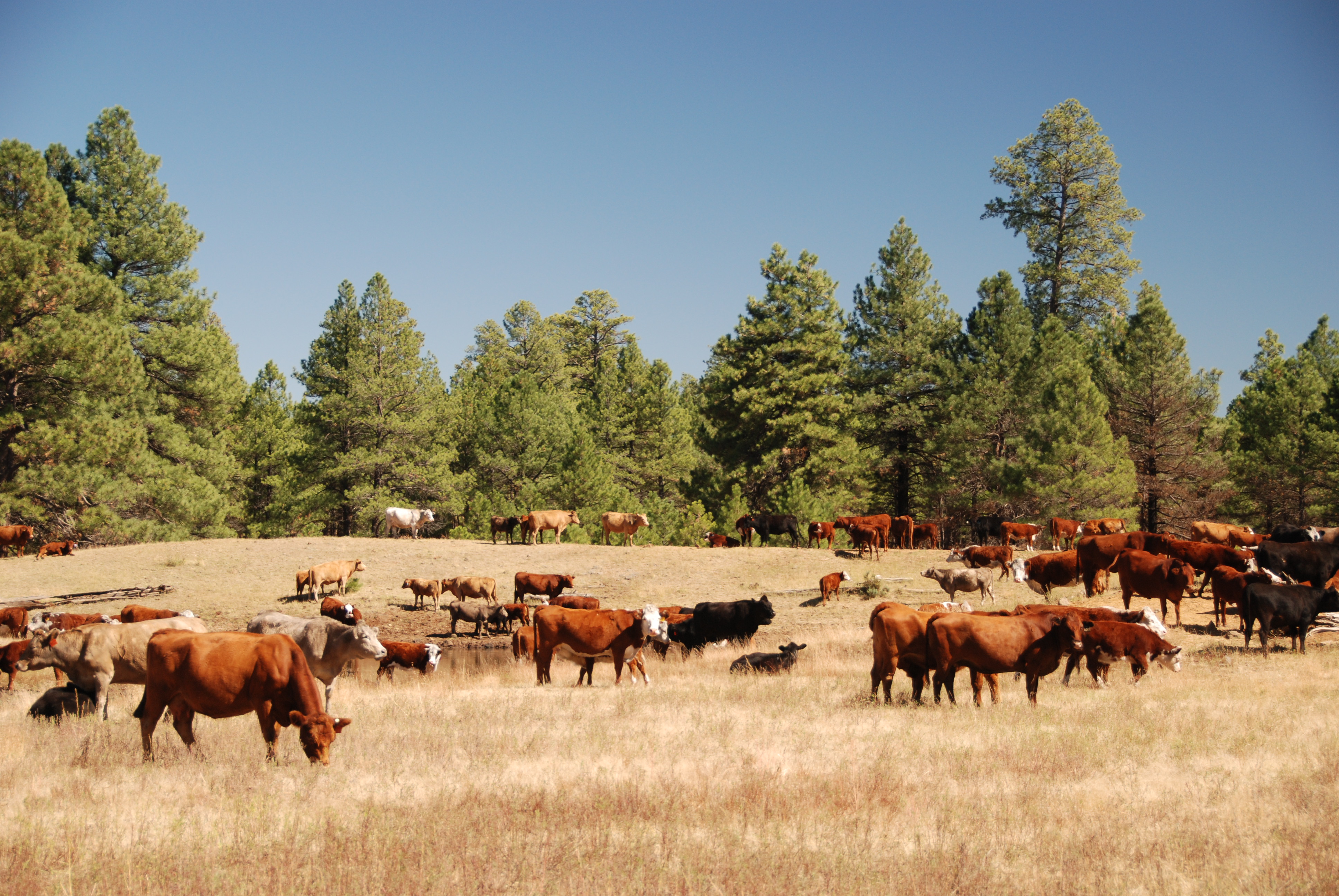 Beef Sustainability and Ranching in Arizona