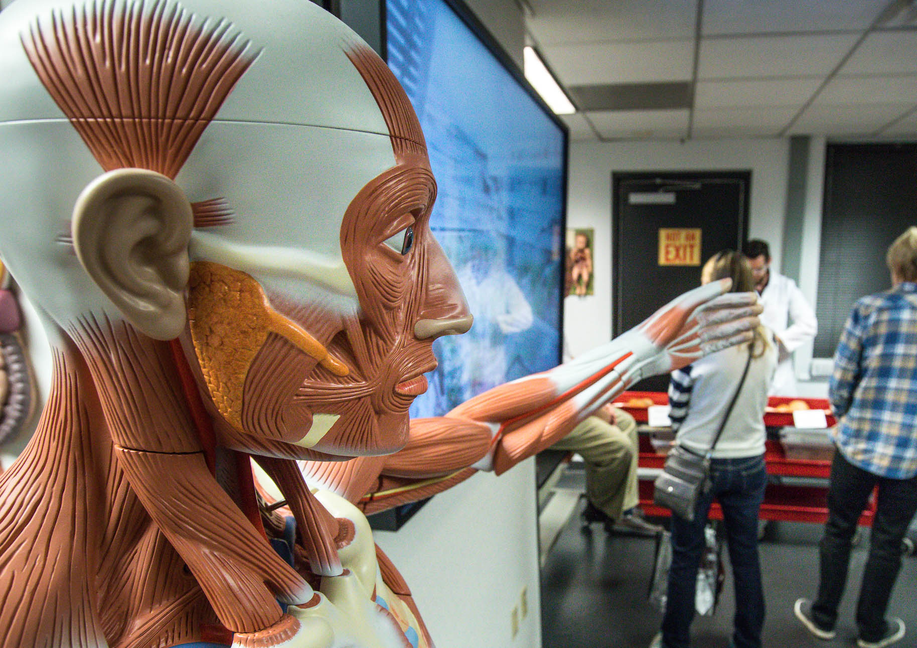 human anatomy model with outstretched arm in welcome