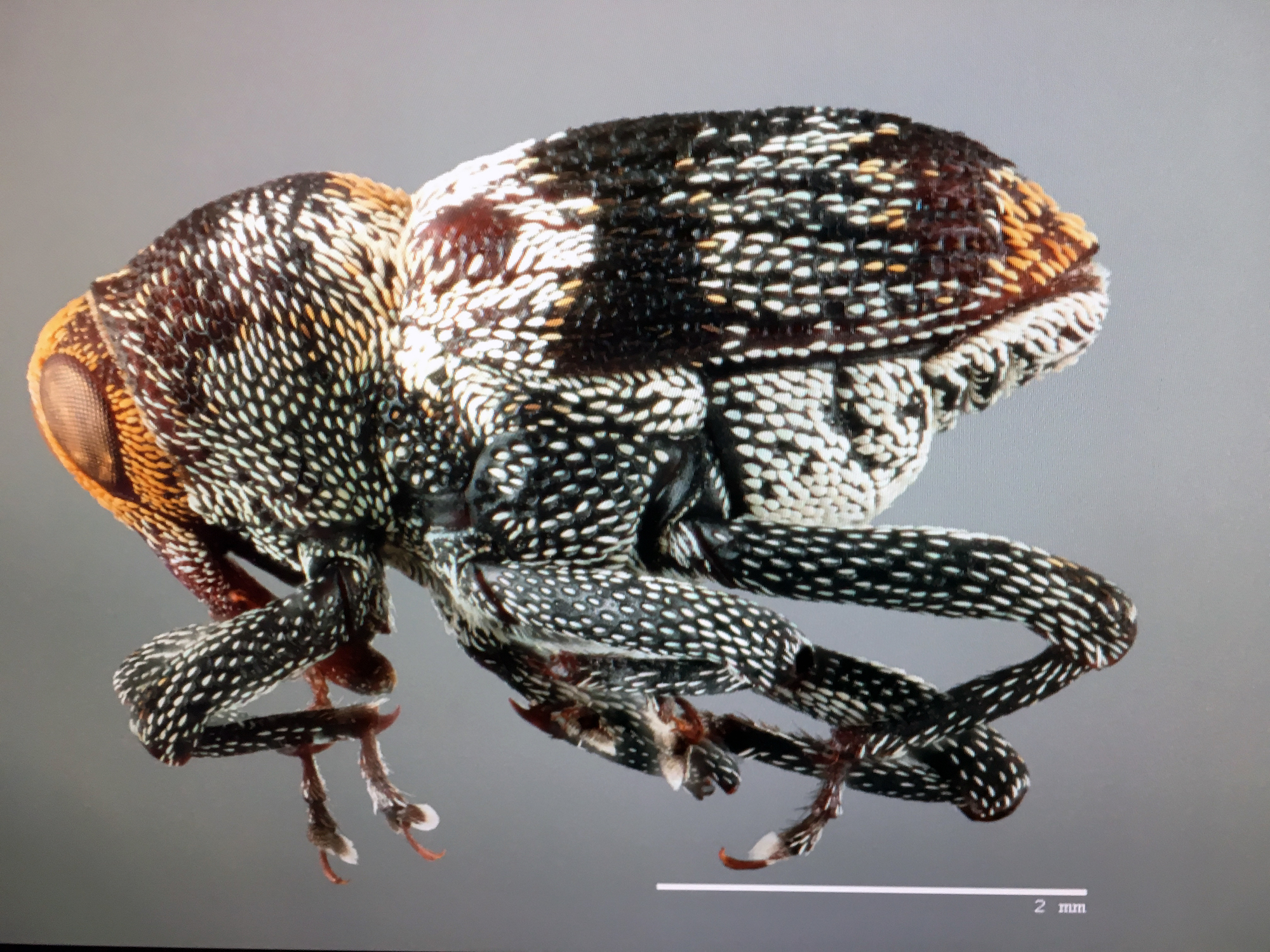 Computer screen shot of Boll Weevil insect being photographed by ASU student.