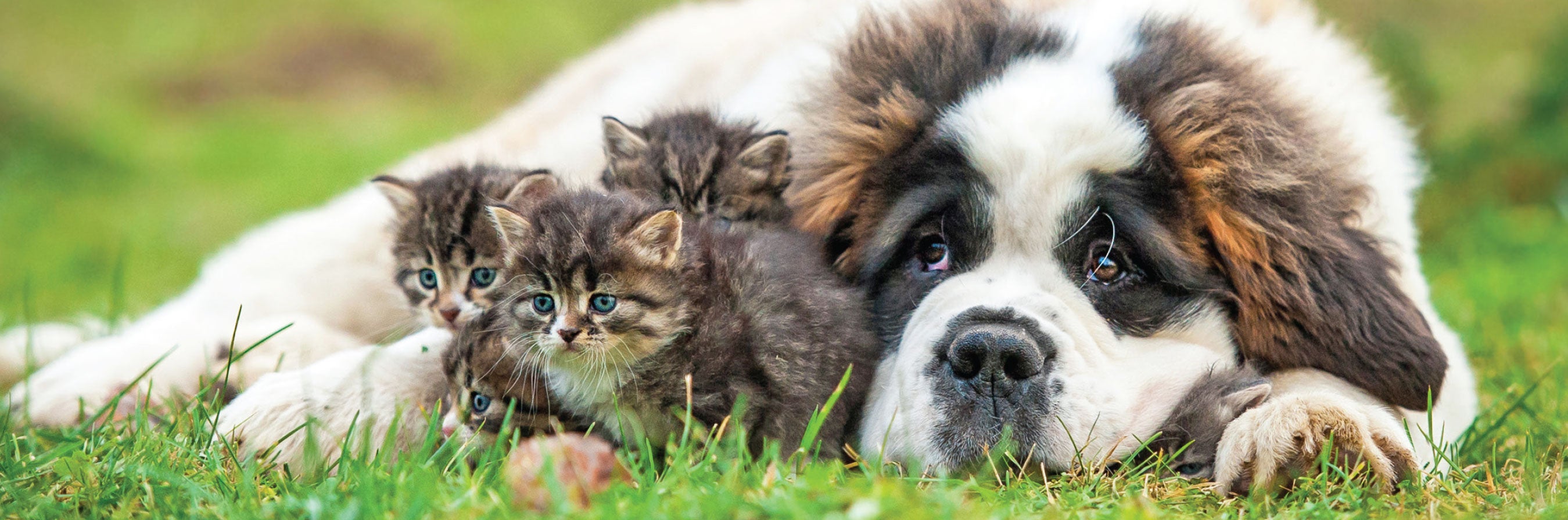 kittens with dog