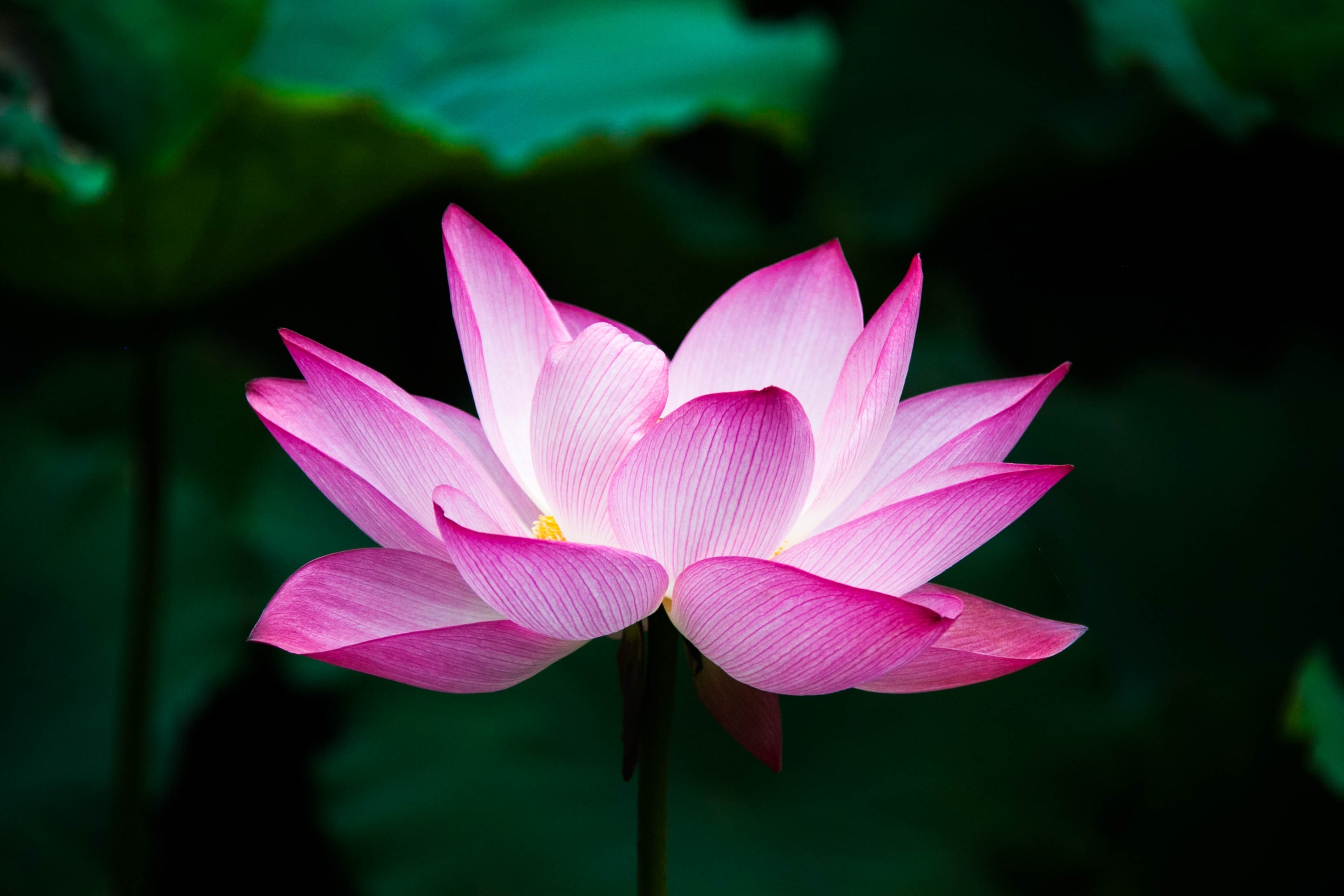 a picture of a lotus flower
