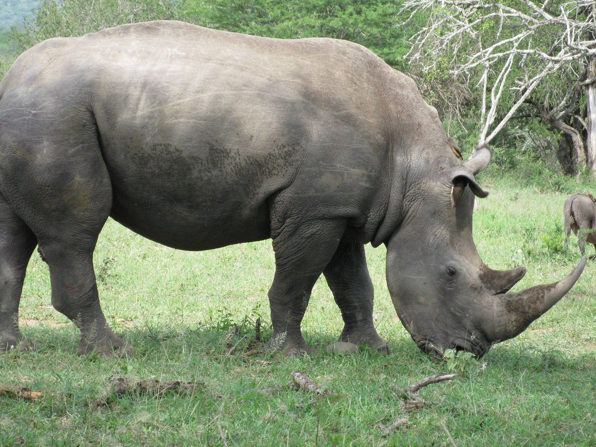 rhino eating