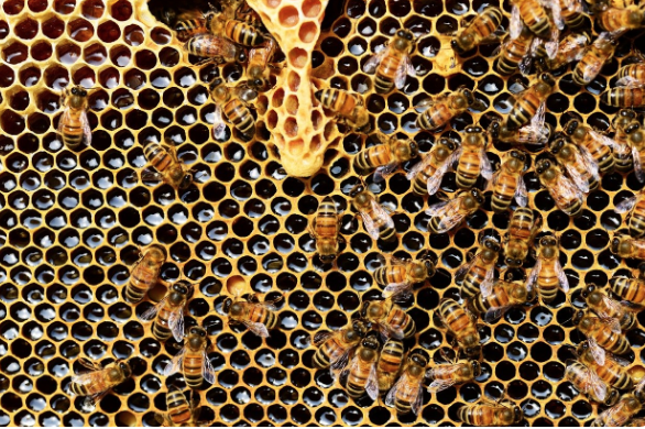 bees in honeycomb