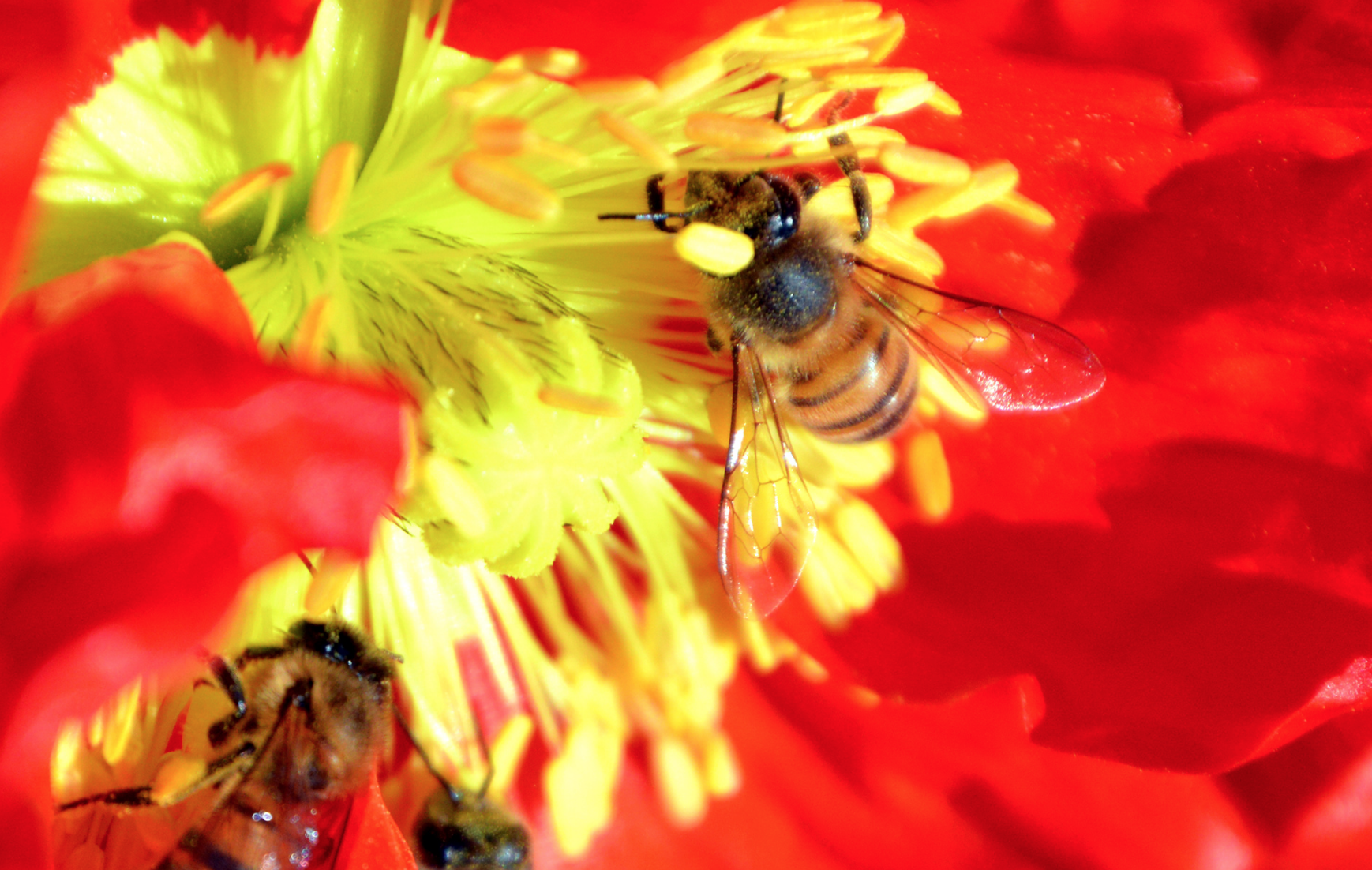bees photograph