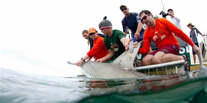 Everything You Know About Shark Conservation is Wrong