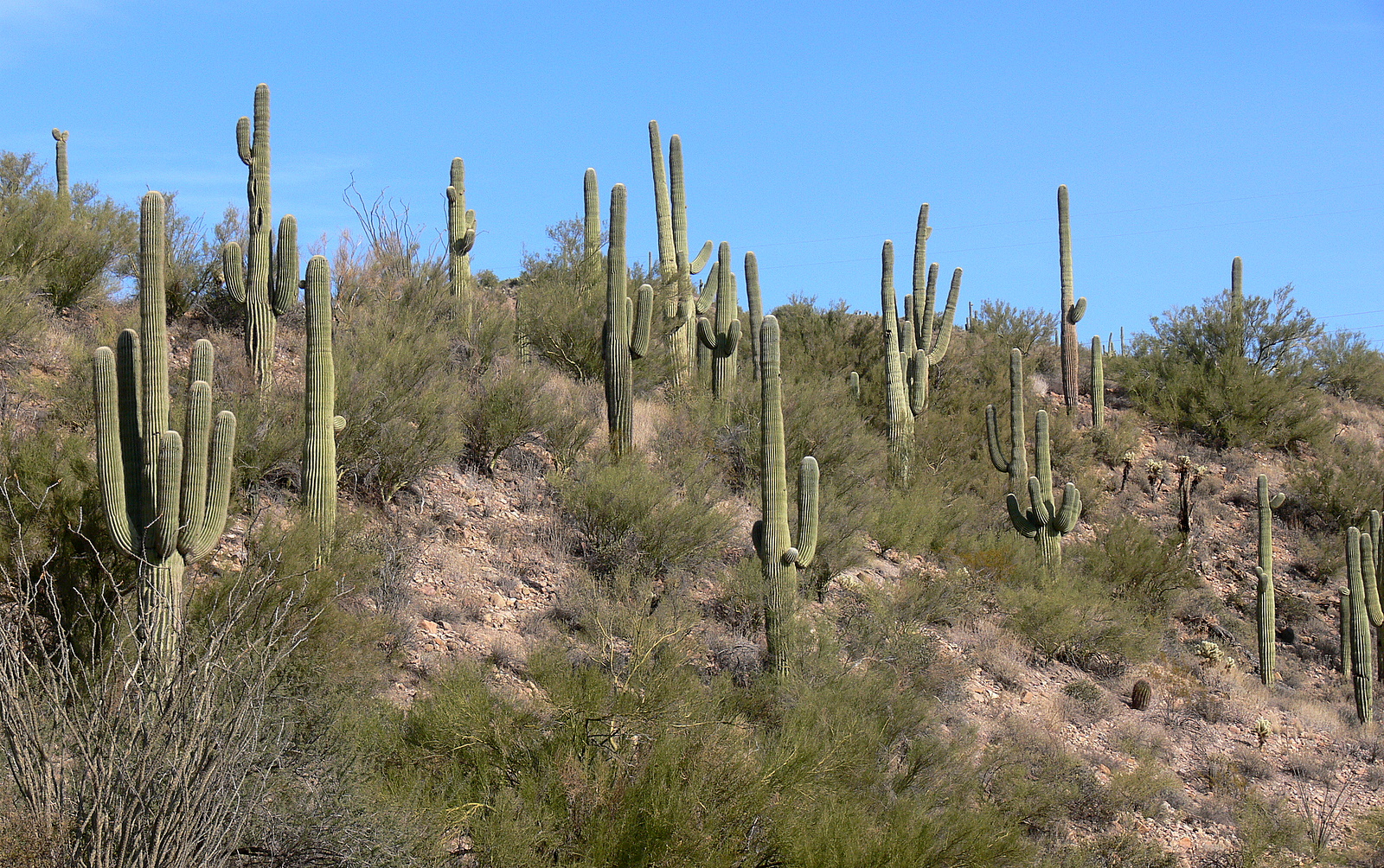 Sonoran Desert, north of Phoenix / Photo by Wars on Wikimedia Commons. Used under CC 2.0