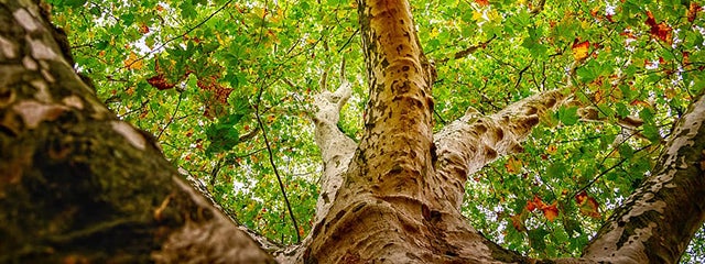 Tree canopy