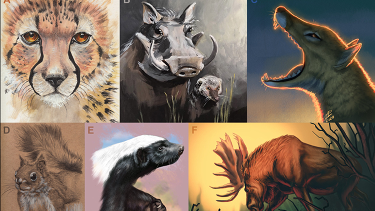 (A) cheetah by Charon Henning; (B) Tag Team Mutualists warthog and mongoose by Mary Casillas; (C) Thylacine by Olivia Pellicer; (D) red squirrel by Charon Henning; (E) honey badger by Charon Henning; (F) moose by Valeria Pellicer