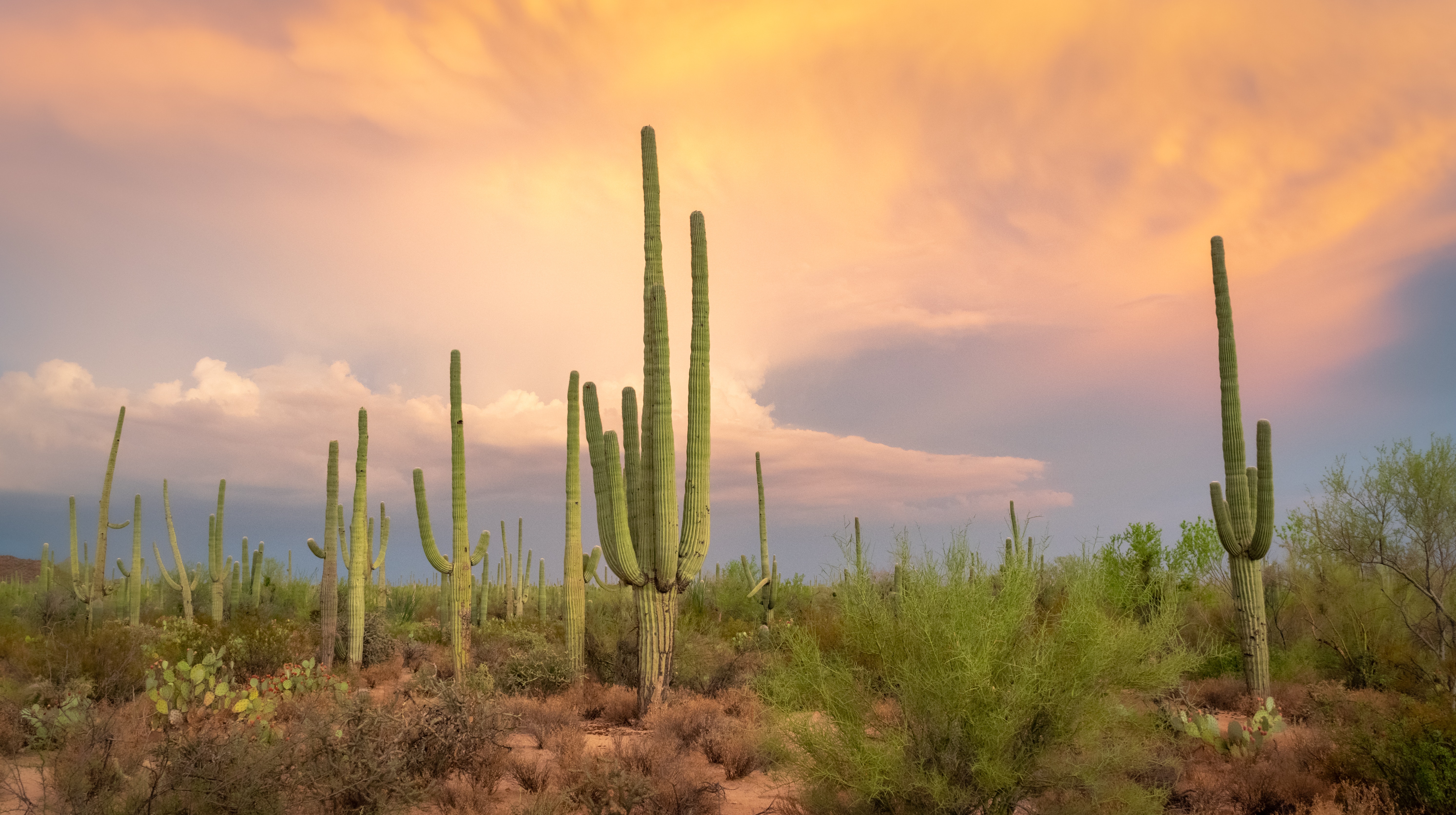 Background art with Arizona pink and yellow clouds in backdrop and saguaro cacti in foreground