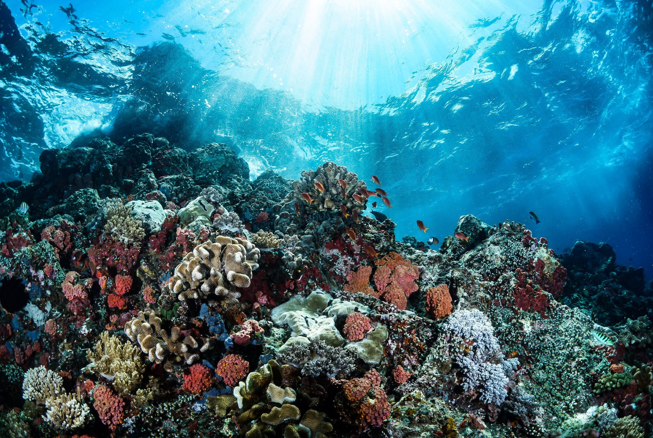 Image of a coral reef courtesy Pexels