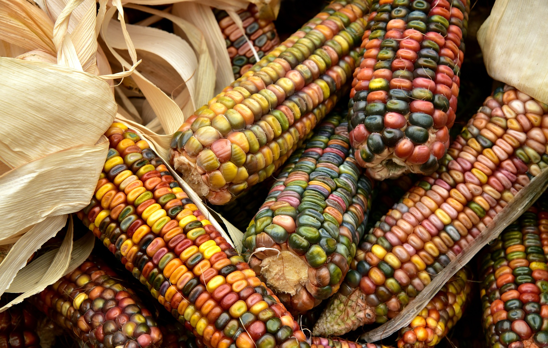 Cobs of corn