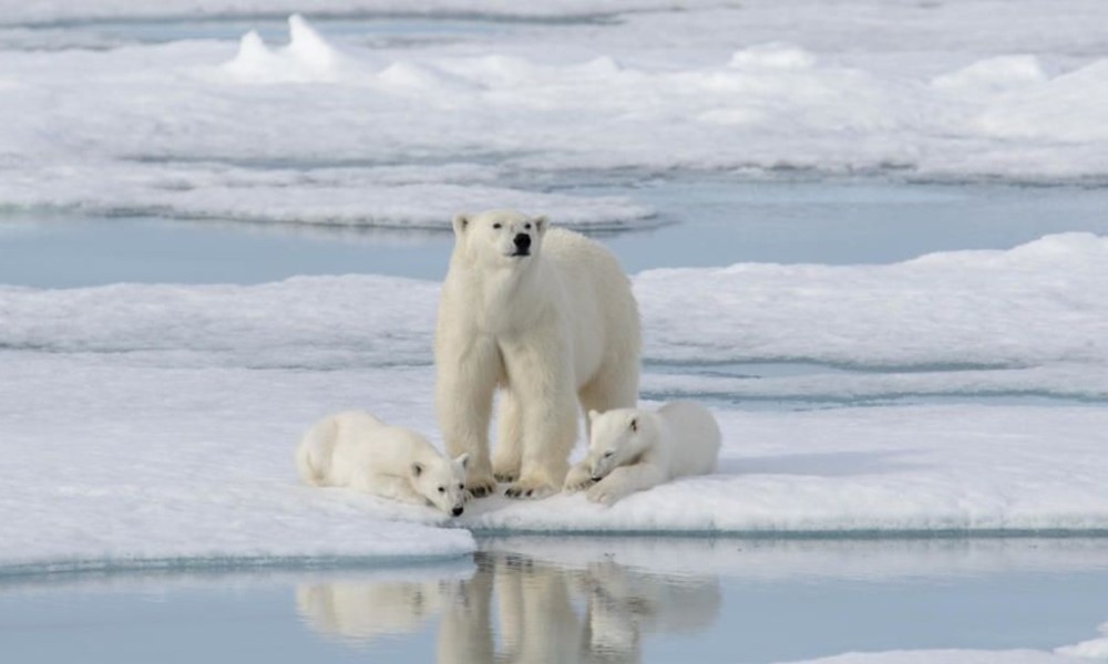 photo of polar bears