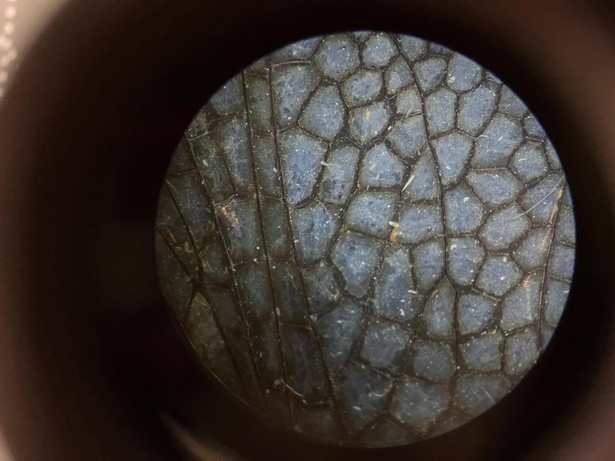 microscope view of a wing 