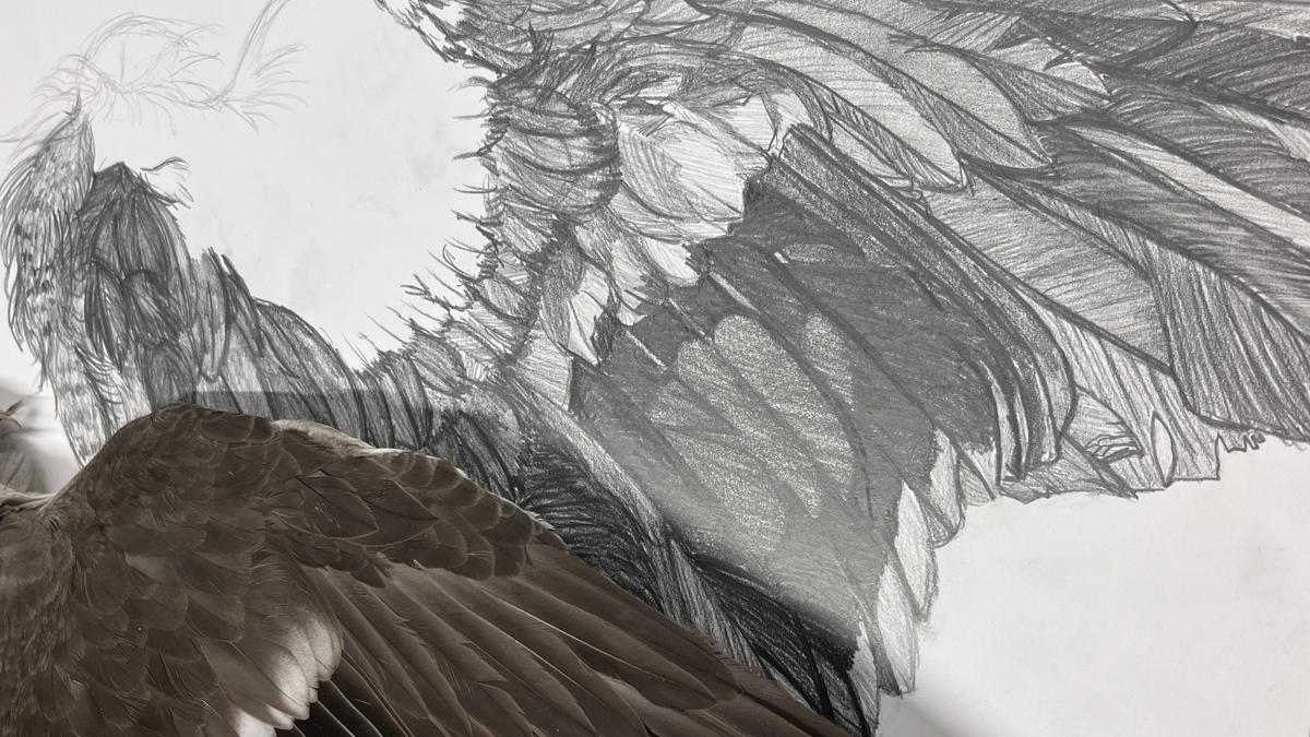 a bird's wing with a pencil drawing of the bird's wing behind it