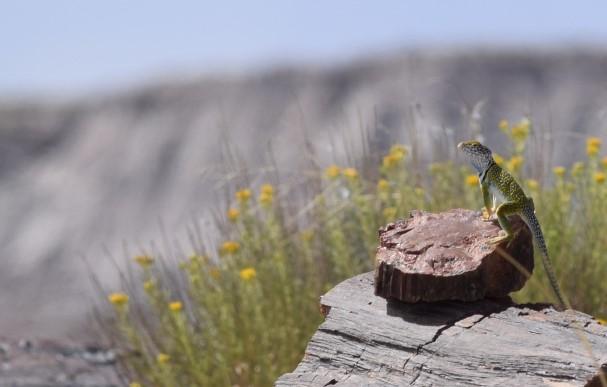 Lizard sitting on a rock in the sun with flowers behind