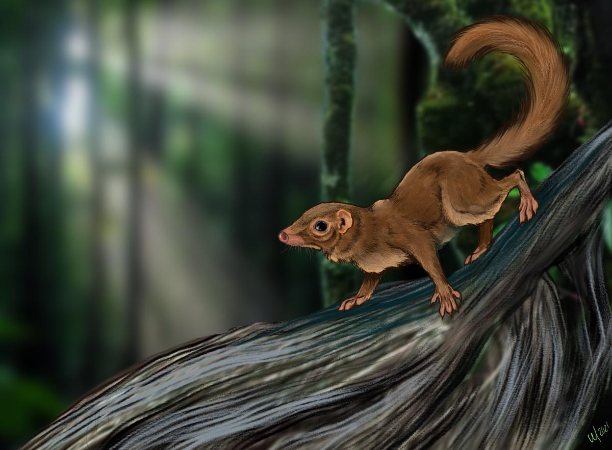 A lifelike digital illustration of a common tree shrew by artist Charon Henning