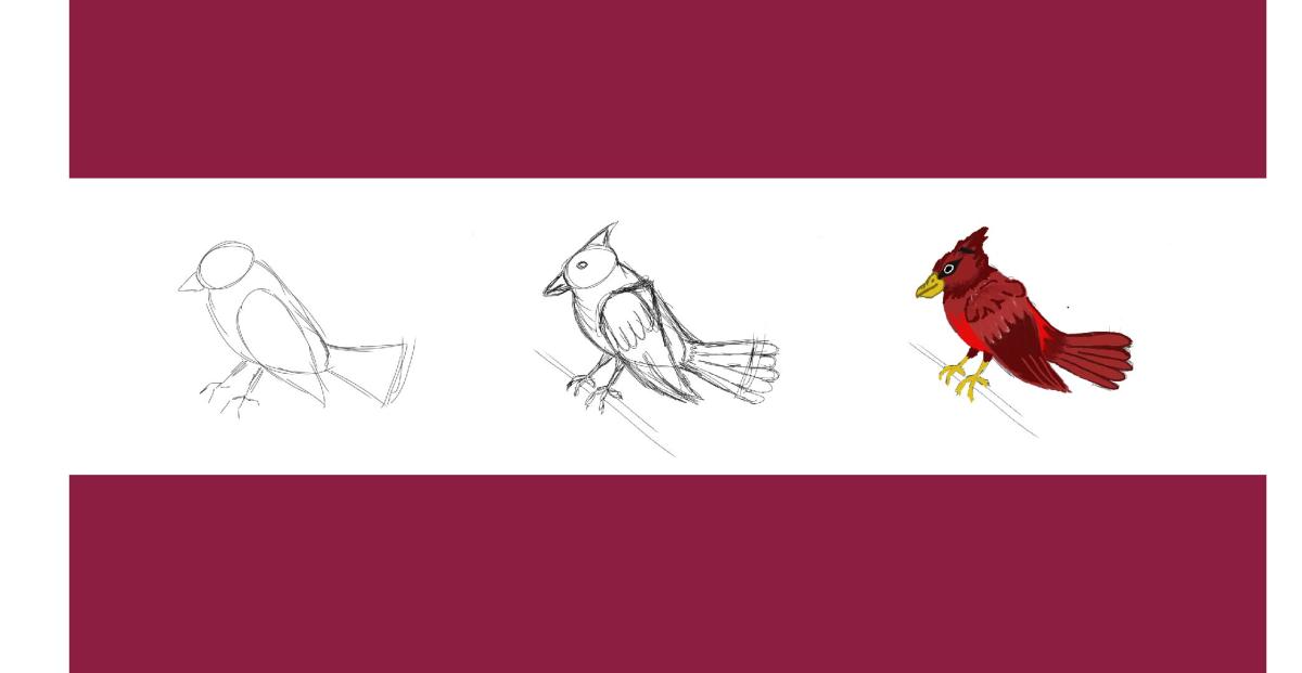 Three drawings of a cardinal bird, each progressively with more detail