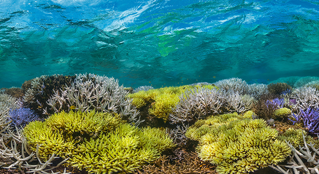 'Chasing Coral' Documentary Screening